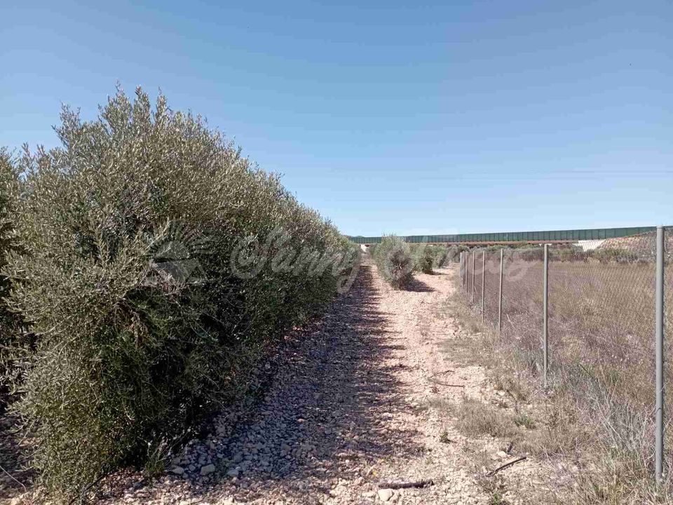 Tomt i Caudete, Albacete - bilde 2